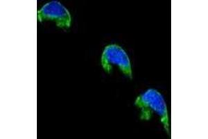 Immunofluorescence (IF) image for anti-Cytochrome P450, Family 1, Subfamily A, Polypeptide 2 (CYP1A2) (AA 262-290), (Middle Region) antibody (ABIN951775)