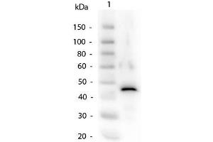 Western Blot of Alcohol Dehydrogenase Antibody. (Alcohol Dehydrogenase (ADH) 抗体)