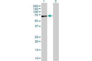 Western Blot analysis of PRF1 expression in transfected 293T cell line by PRF1 MaxPab polyclonal antibody. (Perforin 1 抗体  (AA 1-555))