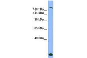 Image no. 1 for anti-Myosin Heavy Chain 1, Skeletal Muscle, Adult (MYH1) (AA 35-84) antibody (ABIN6741690) (MYH1 抗体  (AA 35-84))
