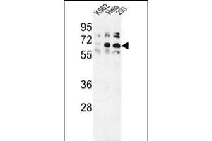 Western blot analysis of TRIP13 Antibody (N-term) (ABIN389357 and ABIN2839463) in K562, Hela, 293 cell line lysates (35 μg/lane). (TRIP13 抗体  (N-Term))
