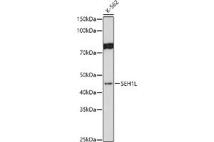 Western blot analysis of extracts of K-562 cells, using SEH1L antibody (ABIN7270189) at 1:1000 dilution. (SEH1L 抗体)