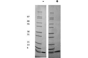 SDS-PAGE of Mouse Insulin-like Growth Factor I Recombinant Protein SDS-PAGE of Mouse Insulin-like Growth Factor I Recombinant Protein. (IGF1 蛋白)