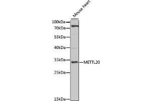 Western blot analysis of extracts of mouse heart, using METTL20 antibody (ABIN2563850) at 1:1000 dilution. (METTL20 抗体)