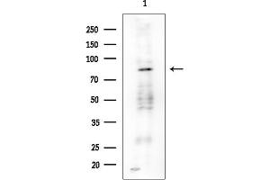 anti-Polyribonucleotide Nucleotidyltransferase 1 (PNPT1) (C-Term) antibody