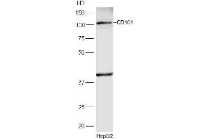 HepG2 lysates probed with Rabbit Anti-CD101 Polyclonal Antibody, Unconjugated (ABIN2172703) at 1:300 overnight at 4 °C. (CD101 抗体  (AA 51-150))