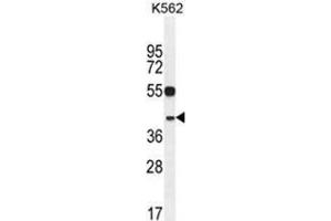 YOD1 Antibody (C-term) western blot analysis in K562 cell line lysates (35 µg/lane). (YOD1 抗体  (C-Term))
