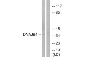 Western Blotting (WB) image for anti-DnaJ (Hsp40) Homolog, Subfamily B, Member 4 (DNAJB4) (Internal Region) antibody (ABIN1850380) (DNAJB4 抗体  (Internal Region))