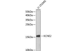 Western blot analysis of extracts of U-251MG cells, using KCNE2 antibody  at 1:1000 dilution. (KCNE2 抗体  (AA 1-100))