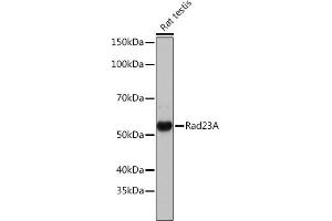 Western blot analysis of extracts of various cell lines, using Rad23A Rabbit mAb (ABIN7269824) at 1:1000 dilution. (RAD23A 抗体)