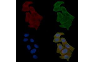 ABIN6261509 and ABIN6278567 staining Hela cells(24h of starvation treatment) by IF/ICC. (ELAV2/4 抗体  (Internal Region))