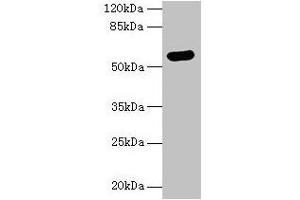 Western blot All lanes: ARSG antibody at 8 μg/mL + Hela whole cell lysate Secondary Goat polyclonal to rabbit IgG at 1/10000 dilution Predicted band size: 58 kDa Observed band size: 58 kDa (ARSG 抗体  (AA 17-525))