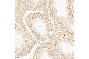 Immunohistochemistry analysis of paraffin-embedded mouse testis using,AF10 (ABIN7075234) at dilution of 1: 1200 (MLLT10 抗体)