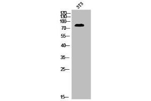 Western Blot analysis of 3T3 cells using Phospho-MRE11 (S264) Polyclonal Antibody (Mre11 抗体  (pSer264))