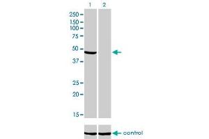 Western blot analysis of NDUFV1 over-expressed 293 cell line, cotransfected with NDUFV1 Validated Chimera RNAi (Lane 2) or non-transfected control (Lane 1). (NDUFV1 抗体  (AA 365-464))