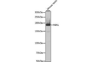 Western blot analysis of extracts of mouse testis, using NINL antibody (ABIN6133263, ABIN6144633, ABIN6144634 and ABIN6223492) at 1:1000 dilution. (NINL 抗体  (AA 1-190))