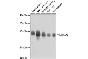 Western blot analysis of extracts of various cell lines, using MTCO2 antibody (ABIN7266639) at 1:800 dilution. (COX2 抗体  (AA 100-200))
