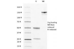 SDS-PAGE Analysis of Purified, BSA-Free LAMP3 Antibody (clone LAMP3/529). (LAMP3 抗体)