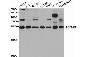 Western blot analysis of extracts of various cell lines, using PGRMC1 antibody. (PGRMC1 抗体  (AA 44-195))