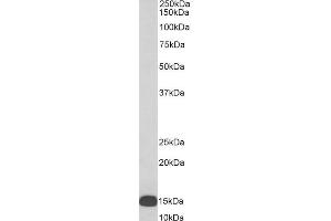 Biotinylated ABIN5539680 (0. (ALOX5AP 抗体  (Internal Region) (Biotin))