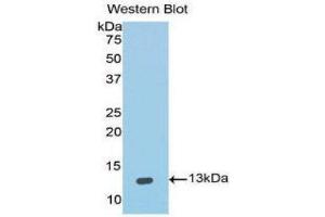 Western Blotting (WB) image for anti-Interleukin 4 (IL4) (AA 25-153) antibody (ABIN2120273) (IL-4 抗体  (AA 25-153))