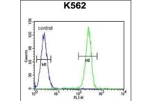 OR52D1 Antibody (C-term) (ABIN654851 and ABIN2844516) flow cytometric analysis of K562 cells (right histogram) compared to a negative control cell (left histogram). (OR52D1 抗体  (C-Term))