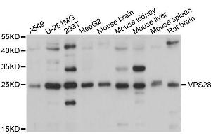 Western blot analysis of extracts of various cell lines, using VPS28 antibody (ABIN5995779) at 1/1000 dilution. (VPS28 抗体)