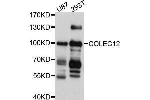 Western blot analysis of extracts of various cell lines, using COLEC12 antibody (ABIN5997484) at 1/1000 dilution. (COLEC12 抗体)