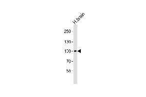 Western blot analysis of lysate from human brain tissue lysate, using Mouse Ddr1 Antibody (Center) (ABIN6243407 and ABIN6577454). (DDR1 抗体  (AA 396-430))