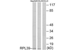 Western Blotting (WB) image for anti-Ribosomal Protein L39 (RPL39) (N-Term) antibody (ABIN1850638) (RPL39 抗体  (N-Term))