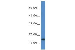 Western Blot showing Rnf122 antibody used at a concentration of 1. (RNF122 抗体  (Middle Region))