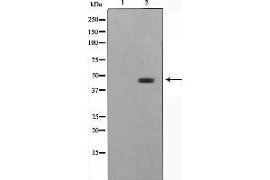 Western blot analysis on HepG2 cell lysate using STRAD Antibody,The lane on the left is treated with the antigen-specific peptide. (STRADA 抗体  (Internal Region))