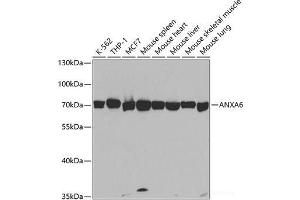 Western blot analysis of extracts of various cell lines using ANXA6 Polyclonal Antibody at dilution of 1:1000. (ANXA6 抗体)