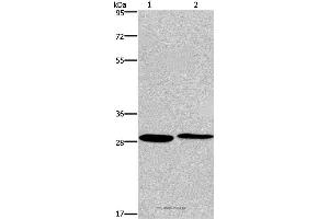 Western blot analysis of Hela and 293T cell, using CPSF4 Polyclonal Antibody at dilution of 1:400 (CPSF4 抗体)