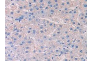 Used in DAB staining on fromalin fixed paraffin-embedded Spleen tissue (HPSE 抗体  (AA 54-278))