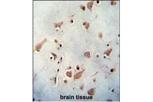 WDR48 antibody (C-term) (ABIN654462 and ABIN2844195) immunohistochemistry analysis in formalin fixed and paraffin embedded human brain tissue followed by peroxidase conjugation of the secondary antibody and DAB staining. (WDR48 抗体  (C-Term))