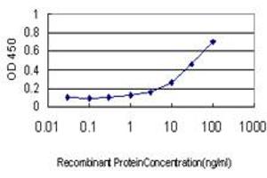 Detection limit for recombinant GST tagged SHMT1 is approximately 1ng/ml as a capture antibody. (SHMT1 抗体  (AA 374-482))