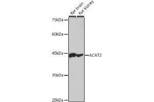 Western blot analysis of extracts of various cell lines, using  antibody (ABIN7265364) at 1:1000 dilution.