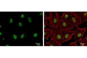 Immunofluorescence (IF) image for anti-GA Binding Protein Transcription Factor, alpha Subunit 60kDa (GABPA) (Internal Region) antibody (ABIN2855427)