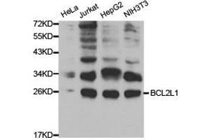 Western Blotting (WB) image for anti-BCL2-Like 1 (BCL2L1) antibody (ABIN1871254) (BCL2L1 抗体)