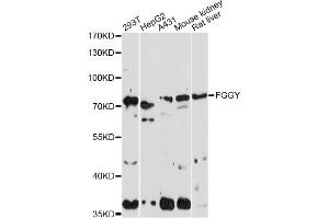 Western blot analysis of extracts of various cell lines, using FGGY antibody. (FGGY 抗体)