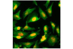 Immunofluorescence (IF) image for anti-Alanine Glyoxylate Aminotransferase (AGXT) (AA 330-392) antibody (ABIN452656) (AGXT 抗体  (AA 330-392))