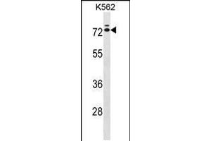 Western blot analysis in K562 cell line lysates (35ug/lane). (IL23 抗体  (C-Term))