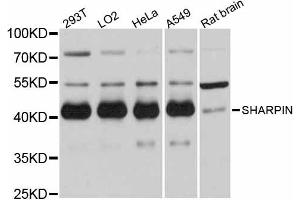Western blot analysis of extracts of various cell lines, using SHARPIN antibody. (SHARPIN 抗体)