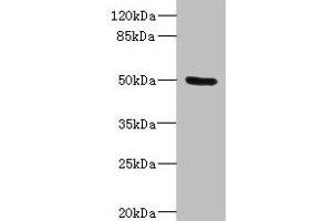 PTPN18 Antikörper  (AA 1-210)