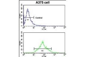 Flow cytometric analysis of  cells using EphA7 Antibody (N-term) (bottom histogram) compared to a negative control cell (top histogram). (EPH Receptor A7 抗体  (N-Term))