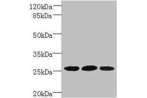 Western blot All lanes: Plet1 antibody at 5 μg/mL Lane 1: L929 whole cell lysate Lane 2: U251 whole cell lysate Lane 3: Mouse muscle tissue Secondary Goat polyclonal to rabbit IgG at 1/10000 dilution Predicted band size: 26, 21 kDa Observed band size: 26 kDa