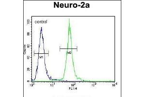 Flow cytometric analysis of Neuro-2a cells (right histogram) compared to a negative control cell (left histogram). (Primary Ciliary Dyskinesia Protein 1 (PCDP1) (AA 787-816), (C-Term) 抗体)
