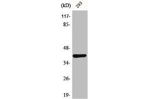 Western Blot analysis of mouse lung cells using Dok-4 Polyclonal Antibody (DOK4 抗体  (N-Term))
