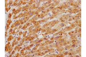 IHC image of ABIN7155996 diluted at 1:200 and staining in paraffin-embedded human liver tissue performed on a Leica BondTM system. (HMGCL 抗体  (AA 28-325))
